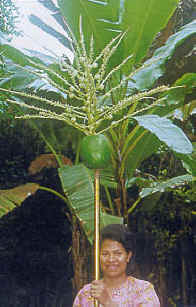 The original bunga manggar